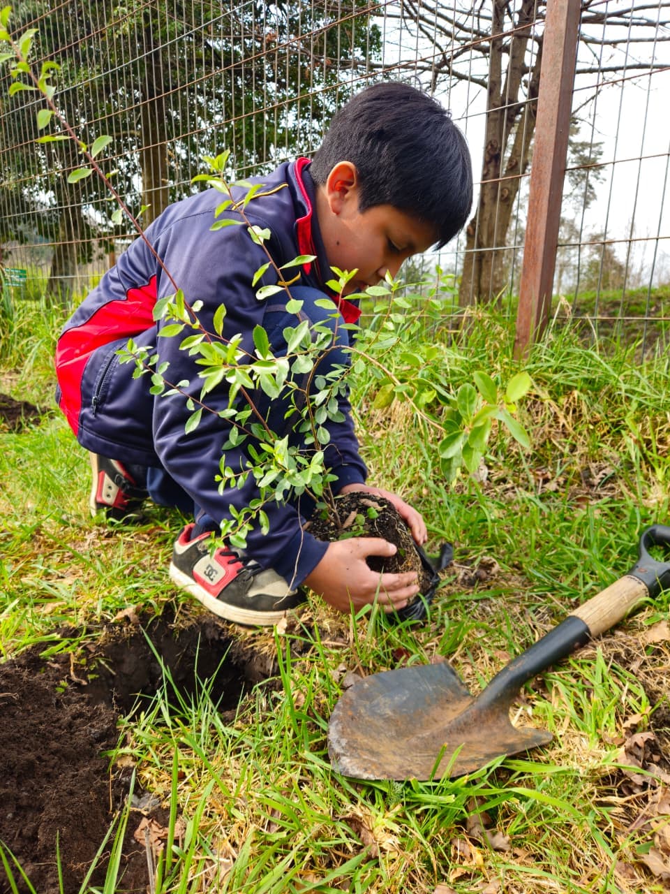 Estudiante plantando un árbol nativo durante la jornada de reforestación