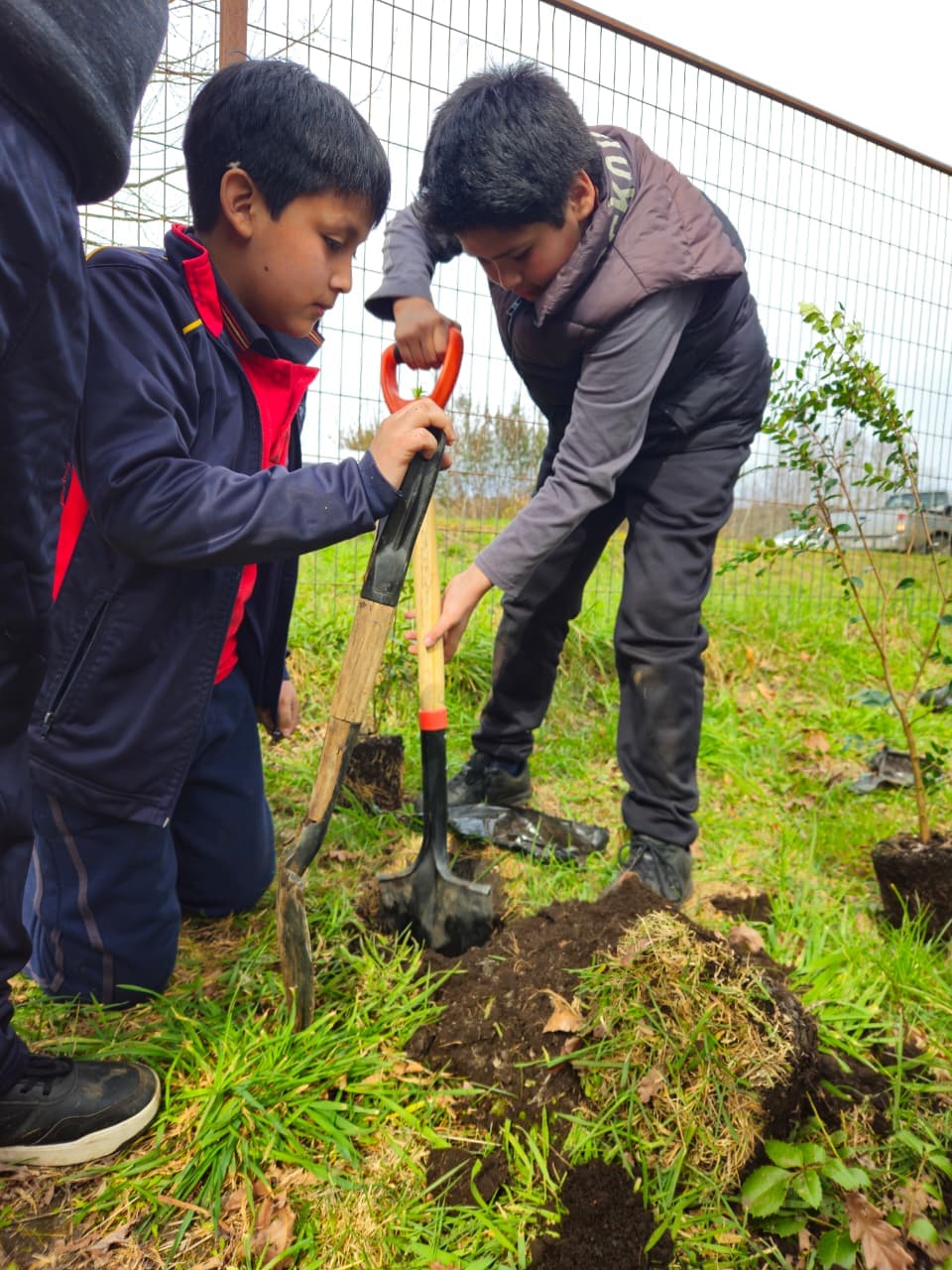 Estudiantes trabajando colaborativamente en la preparación del suelo