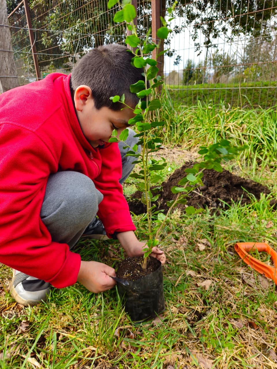 Estudiante preparando una especie nativa para incorporarla al terreno escolar