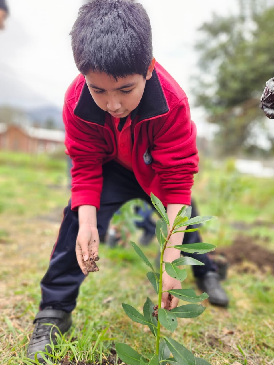 Estudiante de la Escuela Rural Pullinque cuidando un árbol nativo recién plantado